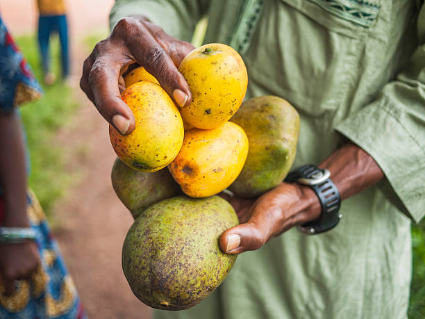 1,800+ African Mango Stock Photos, Pictures & Royalty-Free Images - iStock | Healthy body, Green coffee bean